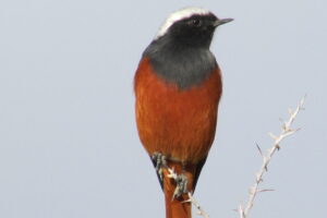 Birds’ Species in Kargil Ladakh