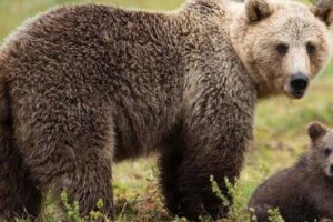 Brown bear damage property, livestock in Drass