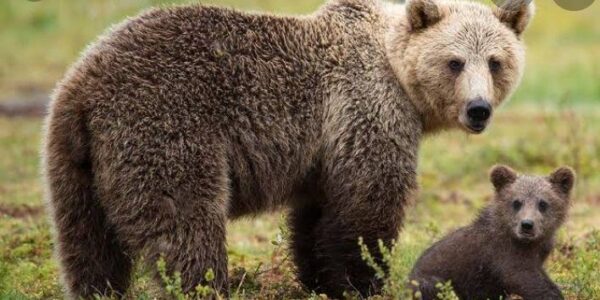 Three nomads injured in Sonmarg bear attack