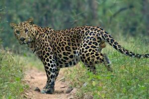 Leopard mauls 7-year old girl to death
