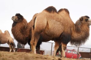 LG Ladakh visits bactrian camel farm at Chushot