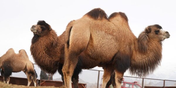 LG Ladakh visits bactrian camel farm at Chushot - Voice of Ladakh