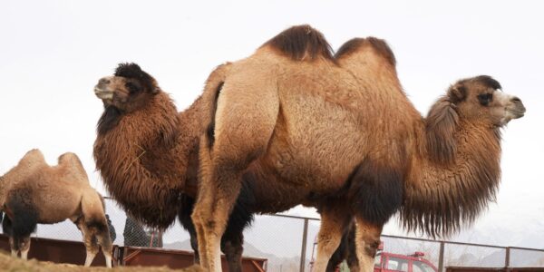 LG Ladakh visits bactrian camel farm at Chushot