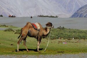 Double-humped camels dwindling in Ladakh’s Nubra