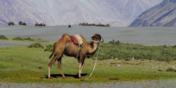Double-humped camels dwindling in Ladakh’s Nubra