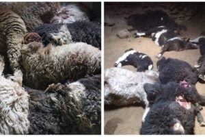 Snow Leopard Kills 23 Sheep at Lankerchey