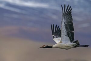 UT Ladakh discuss measures to preserve black-necked crane