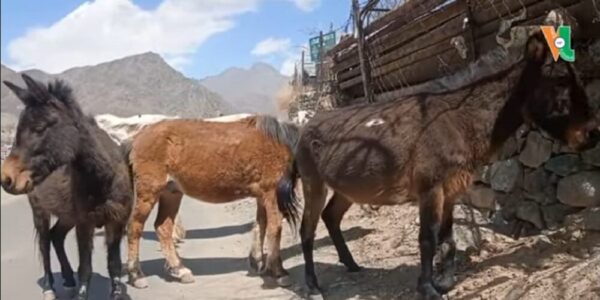 Unattended mule damage crops, trees at Kurbathang: Pushkum villagers
