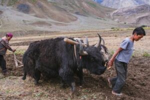 Agriculture in Kargil: A shift from traditional equipment to technology