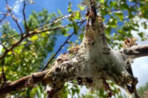 Adopt suitable management strategies to fight spread of browntail moth disease on apricot trees
