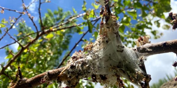 Adopt suitable management strategies to fight spread of browntail moth disease on apricot trees