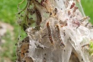 Secy chairs meeting regarding the management of yellow/browntail moth infestation in Ladakh