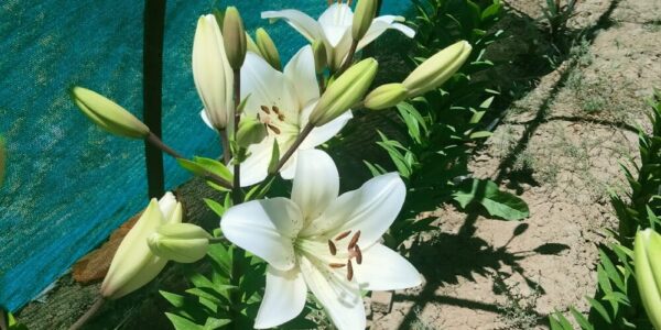 Baseej-e-Zaraat Kargil transports first consignment of Lily flowers to National market