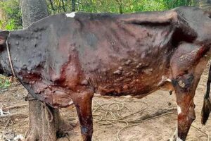 DM Kargil restrict entry of bovine animal to prevent spread of Lumpy Skin Disease