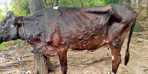 DM Kargil restrict entry of bovine animal to prevent spread of Lumpy Skin Disease