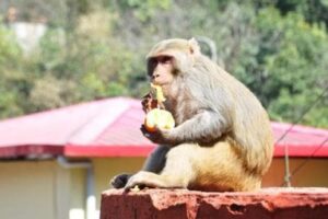 Stray monkeys menace panicking public in Kargil