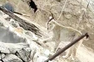 Rare Himalayan Lynx Spotted in Ladakh Captured on Video