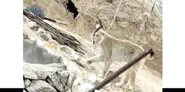 Rare Himalayan Lynx Spotted in Ladakh Captured on Video