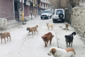 79-year-old woman killed by stray dogs in Zanskar