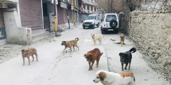 79-year-old woman killed by stray dogs in Zanskar