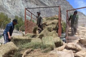 Livestock deaths due to starvation; prompt action from Department of Sheep and Animal Husbandry in Leh