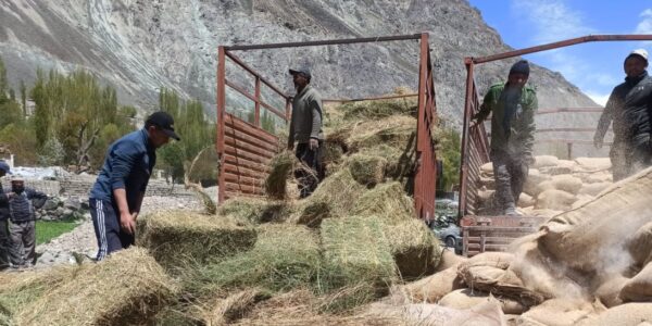 Livestock deaths due to starvation; prompt action from Department of Sheep and Animal Husbandry in Leh