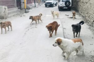 DC Santosh chairs meeting on measures to control Stray Dog Menace in Kargil