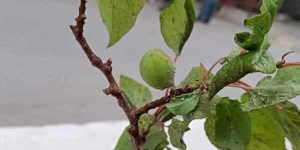 Horticulture Dept. Kargil issues recommendations to check further infestation of aphid in apricot trees
