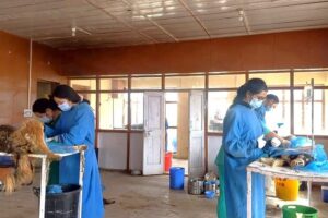 128 dogs sterilized and vaccinated against rabies in Nyoma Sub-division