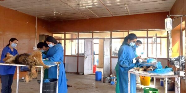 128 dogs sterilized and vaccinated against rabies in Nyoma Sub-division