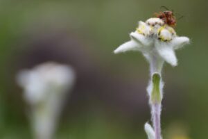 Lookmik: The Alpine Medicinal Plant of Kargil with Therapeutic Potential