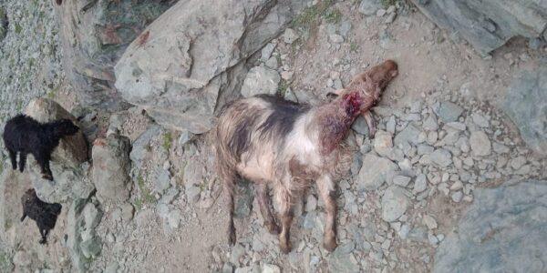 Wild Carnivores Rampage at Thovina Village: Over 20 Domestic Animals Dead, Dozens Injured
