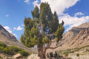Ladakh Designates Juniper Tree as State Tree, Embracing Cultural and Environmental Heritage