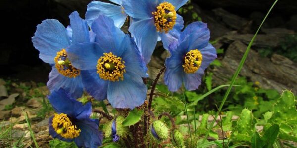 Himalayan Blue Poppy (Meconopsis aculeata) Declared as Ladakh’s State Flower