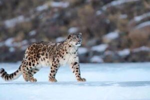 India’s Snow Leopard Census Reveals 718 Majestic Cats, Ladakh Dominates with 477