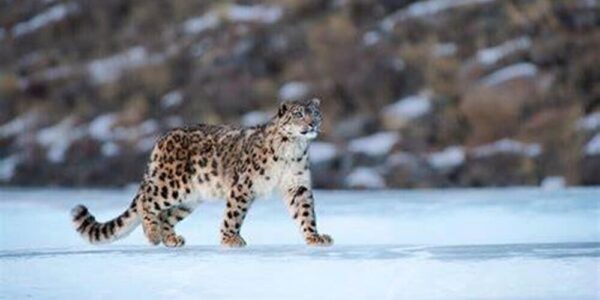 India’s Snow Leopard Census Reveals 718 Majestic Cats, Ladakh Dominates with 477