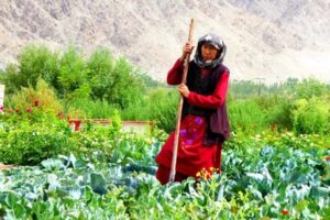 Organic Farming: A new face of Ladakh’s Agriculture