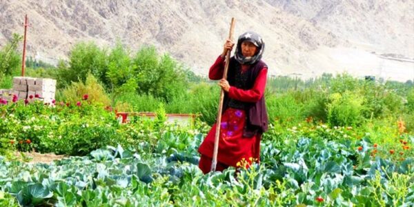 Organic Farming: A new face of Ladakh’s Agriculture