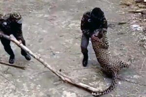 Leopard on Prowl in Ganderbal, Wildlife Dept. Making All-Out Efforts to Capture Beast