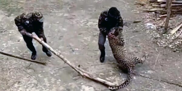 Leopard on Prowl in Ganderbal, Wildlife Dept. Making All-Out Efforts to Capture Beast
